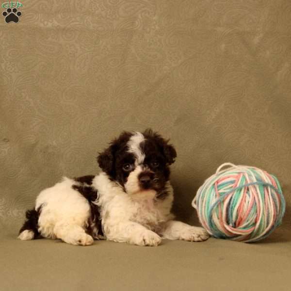 Hope, Toy Poodle Puppy